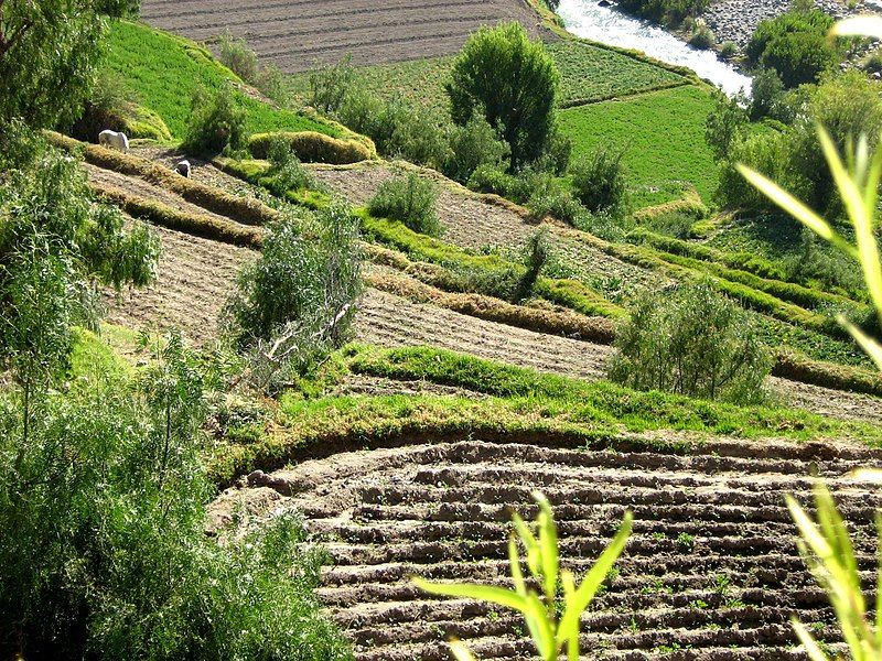 File:Peru terrace farming.JPG