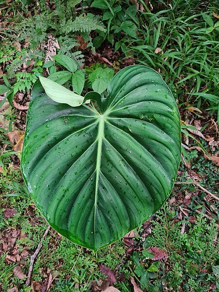 File:Philodendron pastazanum.jpg