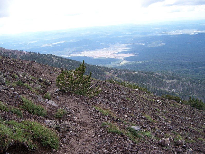 File:Pinus aristata Krummholtz2.jpg