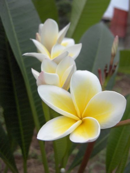 File:Plumeria-1-KayEss-1.jpeg