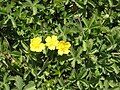 Potentilla reptans