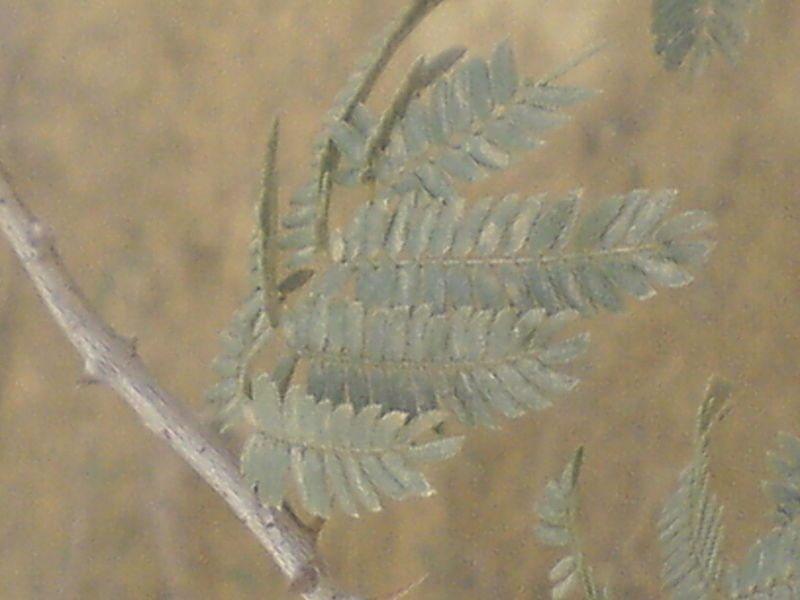 File:Prosopis koelziana 2.JPG