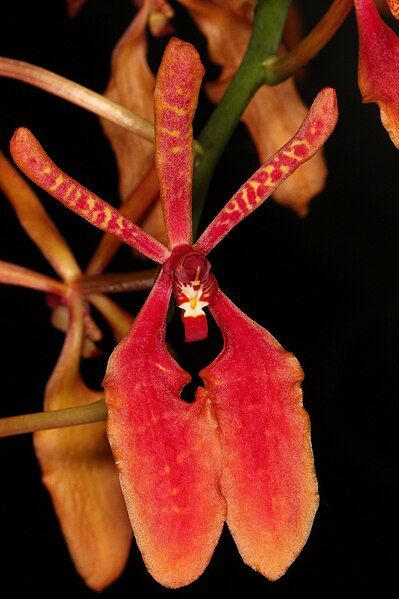 File:Renanthera coccinea KPW.jpg