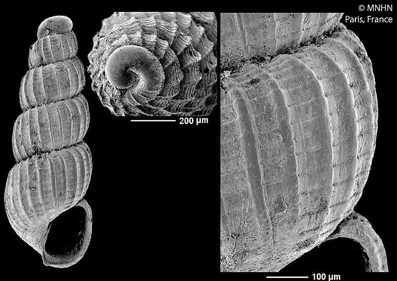 File:Rissopsetia altispira (MNHN-IM-2016-926).jpeg