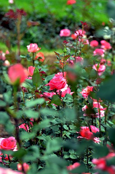 File:Rose Garden View.jpg