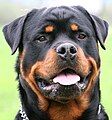 Rottweiler Head