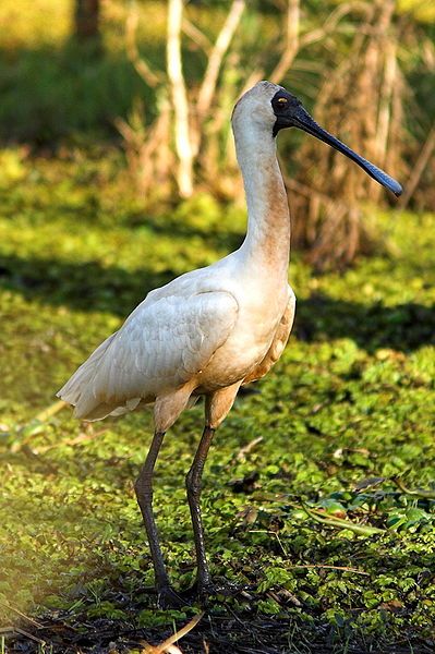 File:Royal Spoonbill.jpg