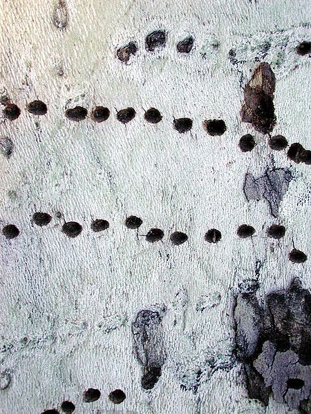 File:Sapsucker holes.jpg