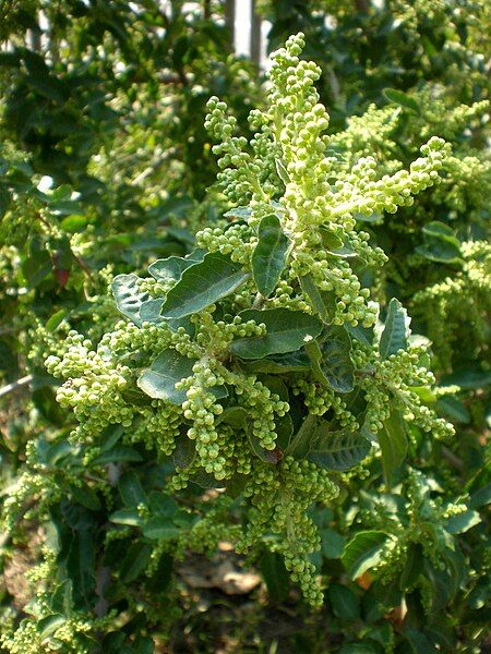 File:Schinus latifolius 1c.JPG