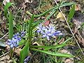 Scilla bifolia