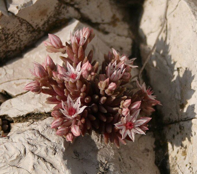 File:Sedum hispanicum 2.jpg