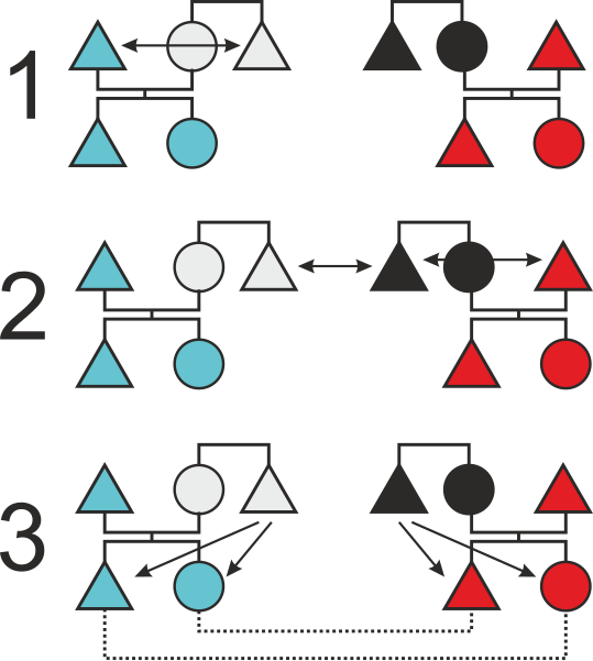 File:Sister exchange process.svg