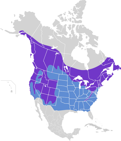 File:Sitta canadensis map.svg