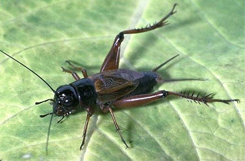 File:Southeastern field cricket.JPG