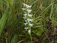 Spiranthes incurva