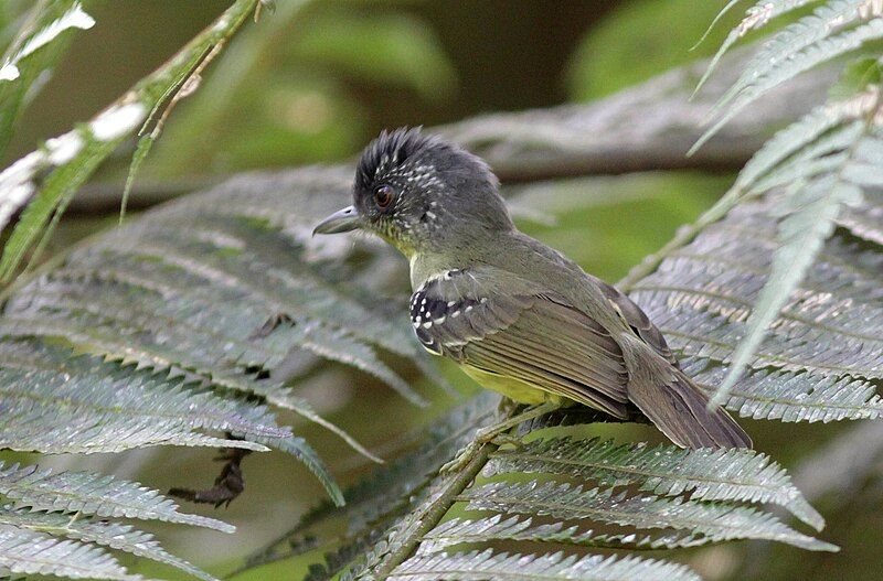 File:Spot-breasted Antvireo.jpg