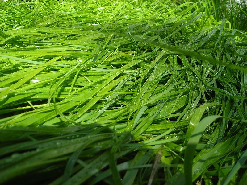 File:Sweet Grass.JPG