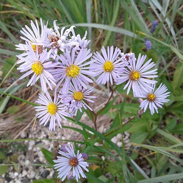 File:Symphyotrichum robynsianum.jpg