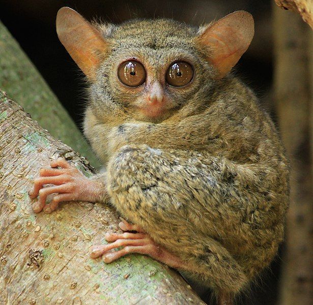 File:Tarsius spectrumgurskyae.jpg