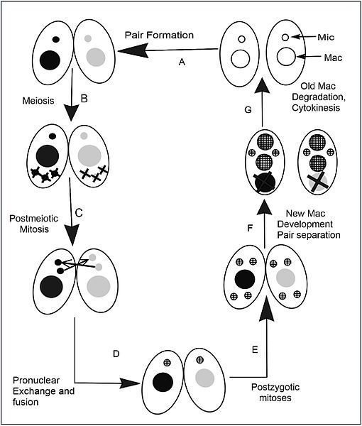 File:Tetrahymena conjugation.jpg