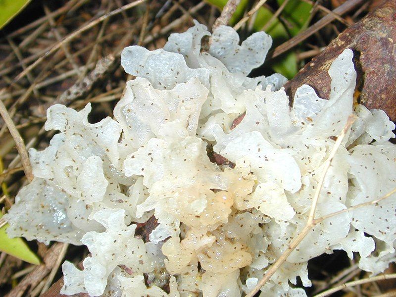 File:Tremella closeup.jpg