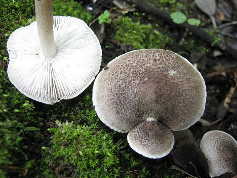 File:Tricholoma atrosquamosum 186463.jpg