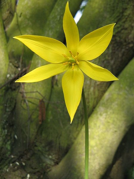 File:Tulipa sylvestris (flower)2.jpg