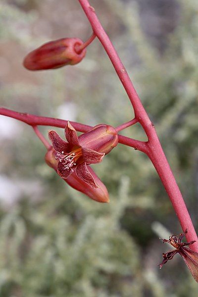 File:Tylecodon paniculatus Flower.jpg