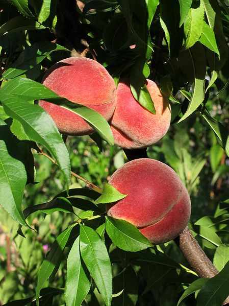 File:Vineyard peaches de.jpg