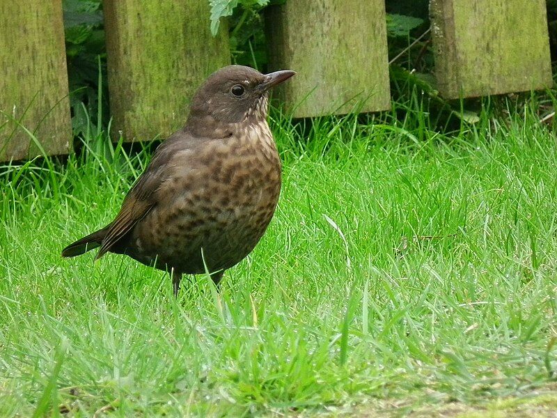 File:Weiblicher Vogel Juist.JPG