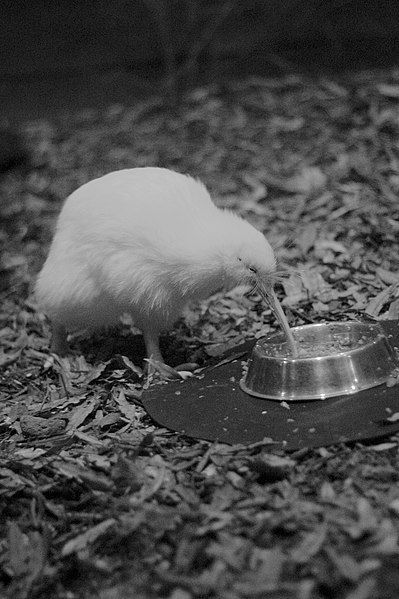 File:White Kiwi (57248330).jpeg