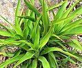 Yucca rupicola