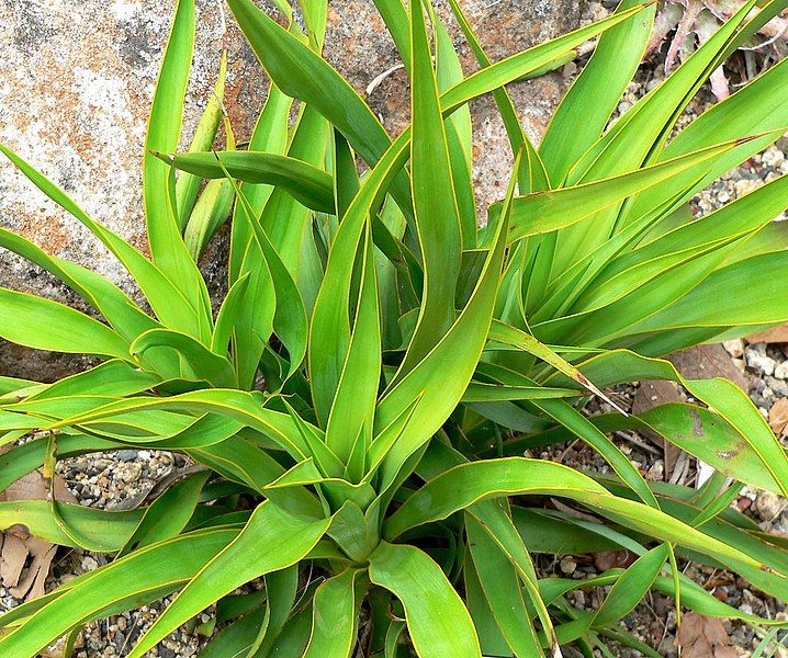 File:Yucca rupicola 2.jpg