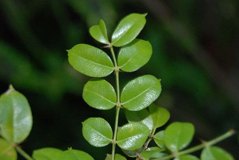 File:Zanthoxylum thomasianum.jpg