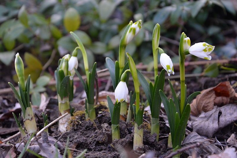 File:02014 Leucojum vernum.JPG