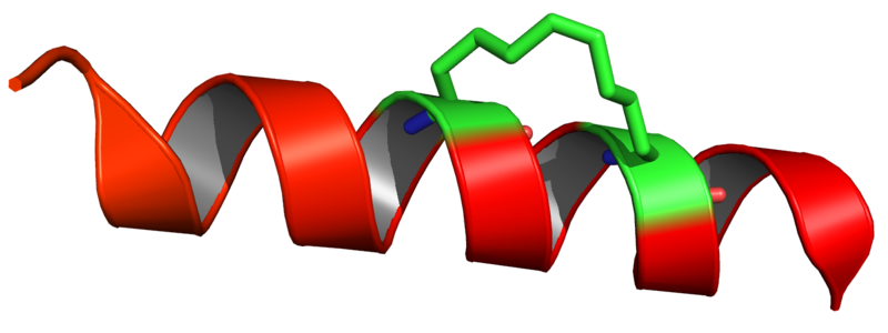 File:4MZK stapled peptide.png