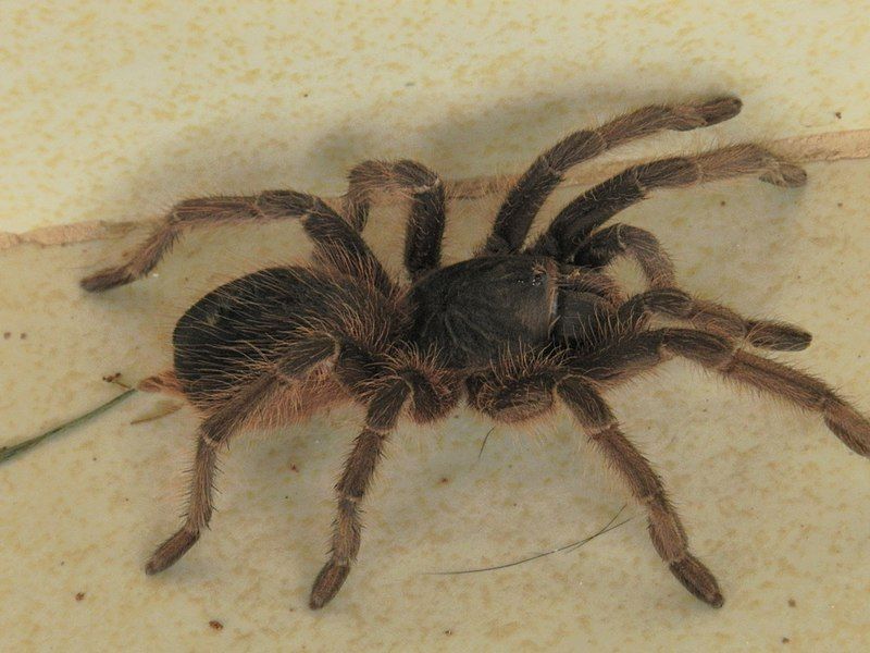 File:Acanthoscurria paulensis.JPG