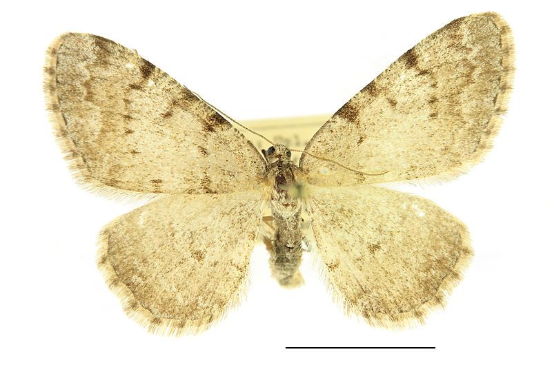 File:Aethalura punctulata, SLU.JPG