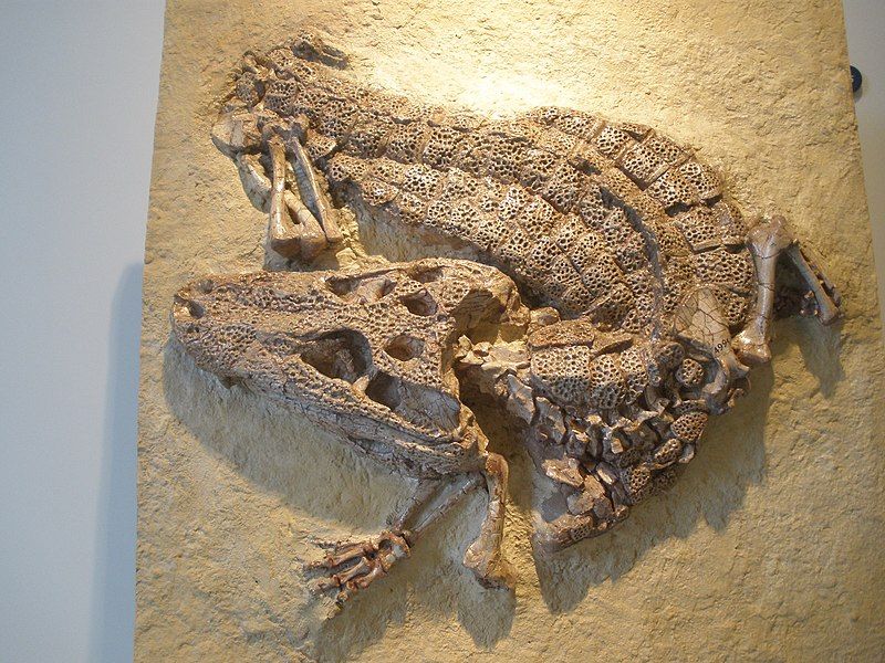 File:Alligator prenasalis.JPG