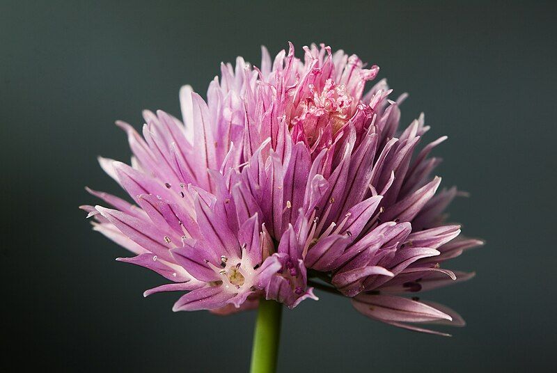 File:Allium schoenoprasum-001.jpg