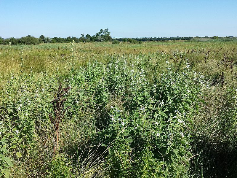 File:Althaea officinalis sl32.jpg