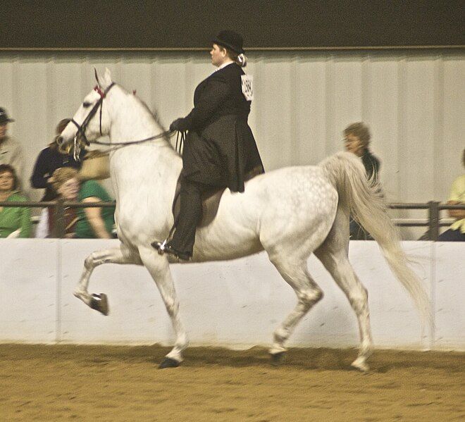 File:American Saddlebred12.jpg