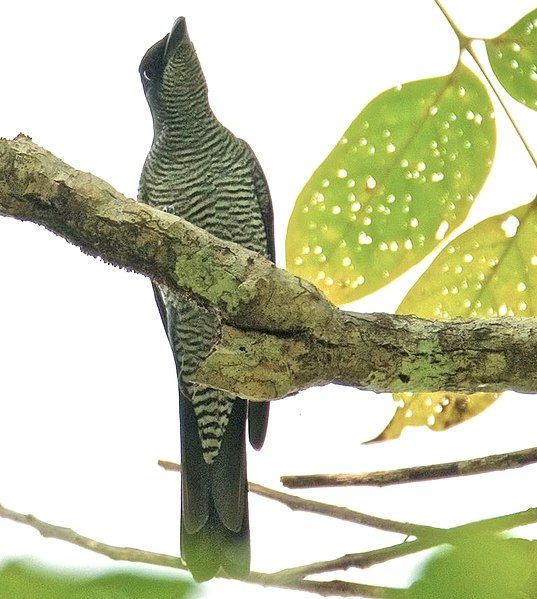 File:Andaman Cuckoo Shrike.jpg