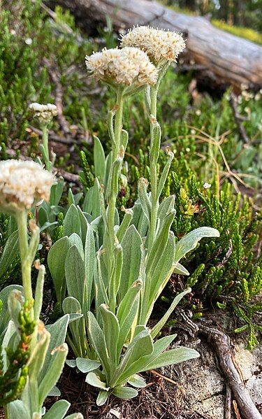 File:Antennaria lanata iNat-87299213.jpg