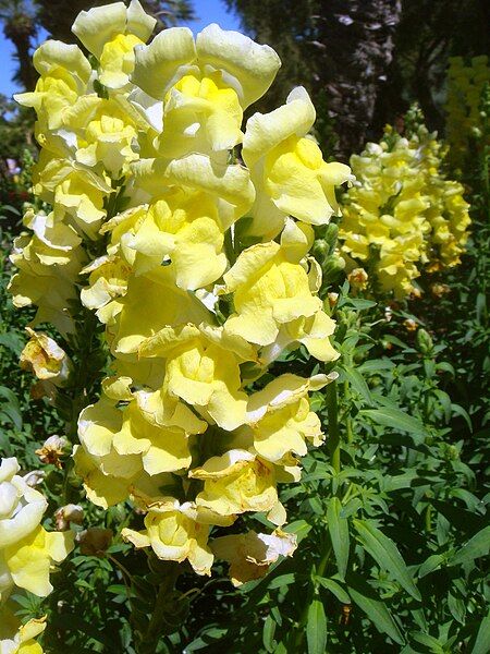 File:Antirrhinum-majus-20080320.JPG