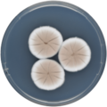 Aspergillus puniceus growing on CYA plate