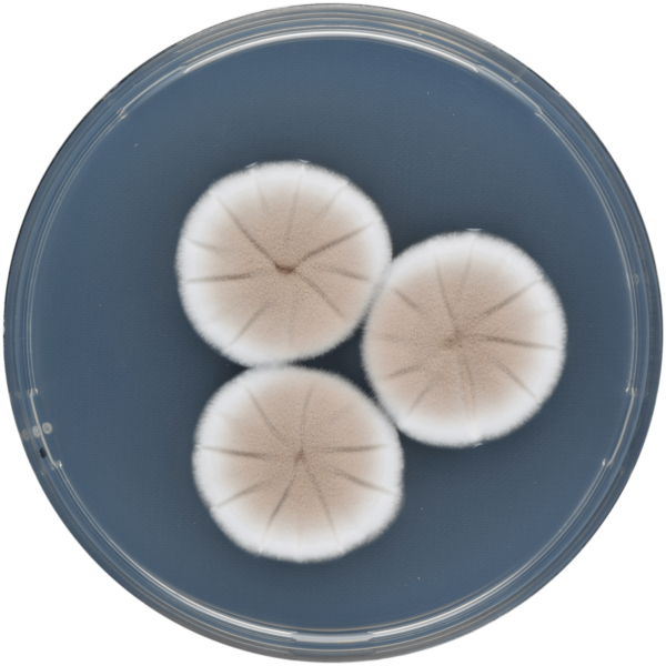 File:Aspergillus puniceus cya.png