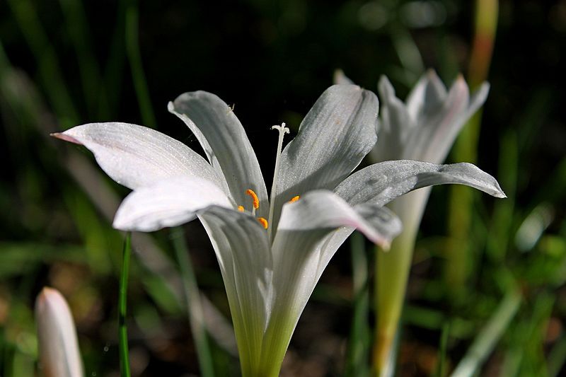 File:Atamasco Lily.jpg