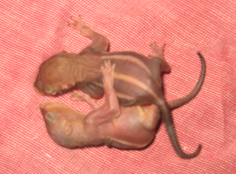 File:Baby Squirrels.png