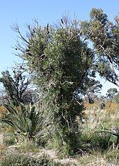 An irregularly shaped bush with many long leaves sprouting from the trunk along its length